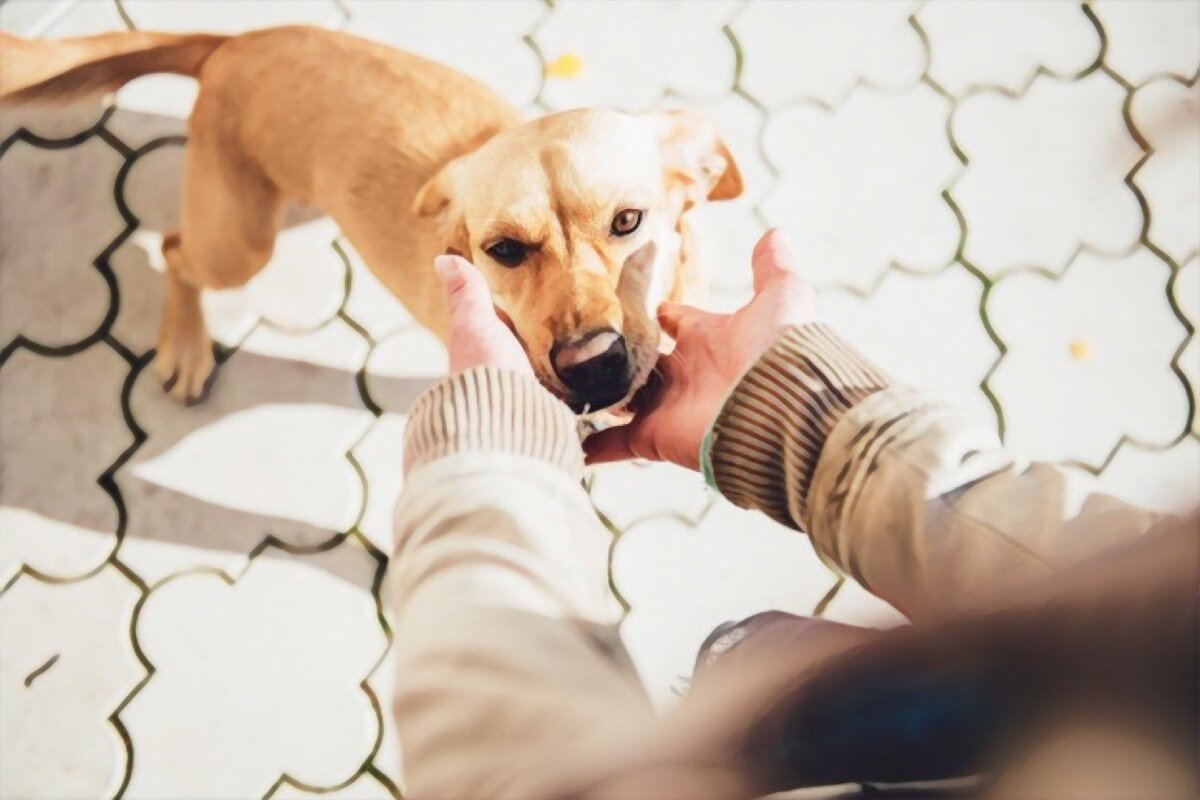 Четвероногие охотники всегда обработаны в первую очередь!