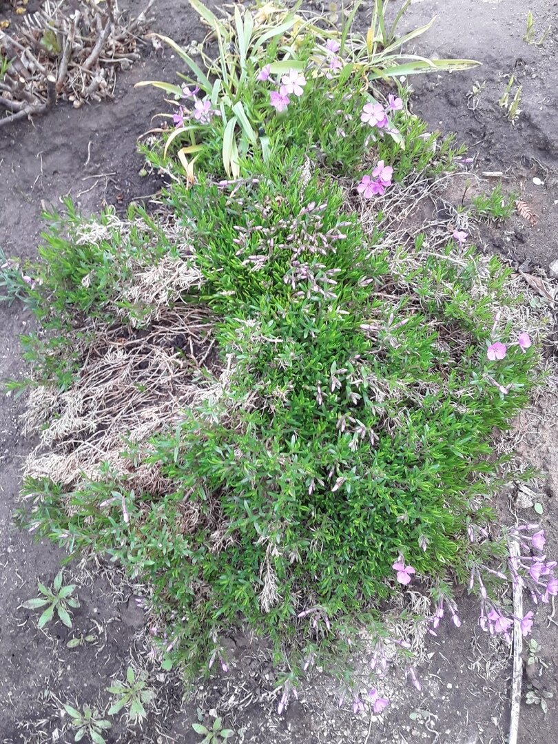 Флокс шиловидный, сорт Marjorie