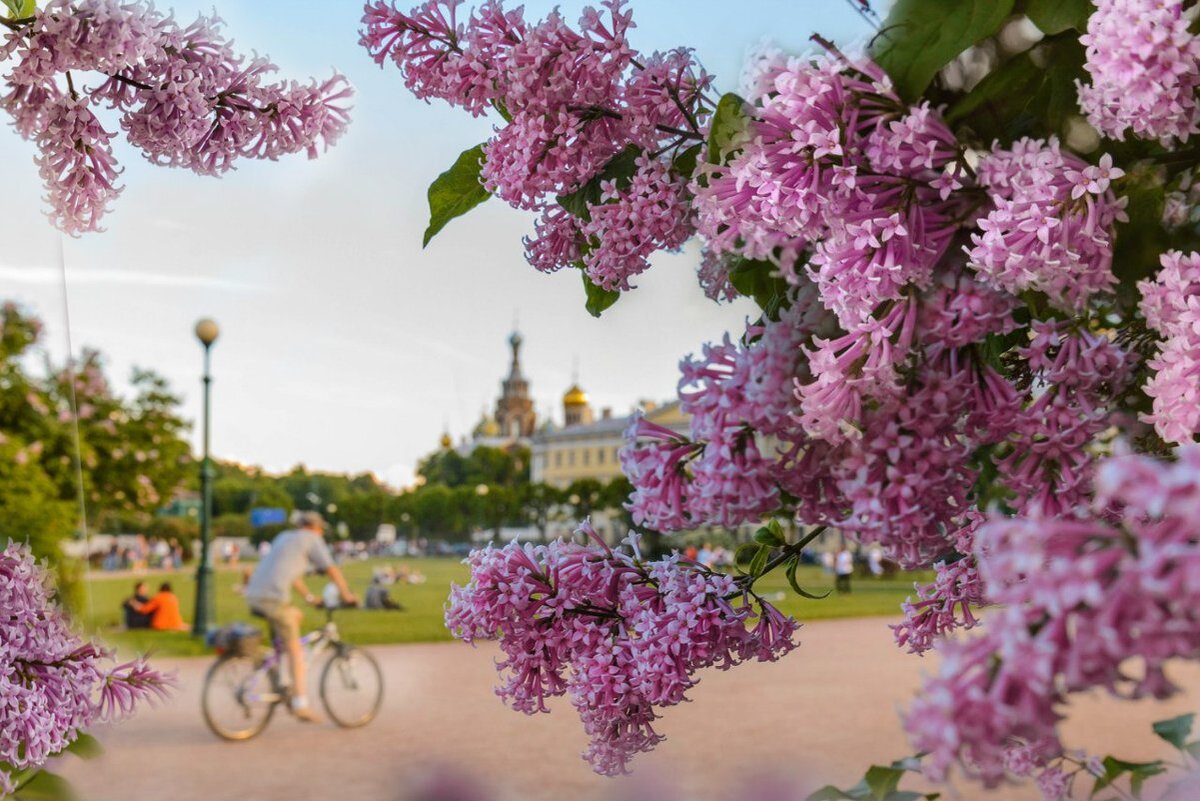 Город в цвету фото