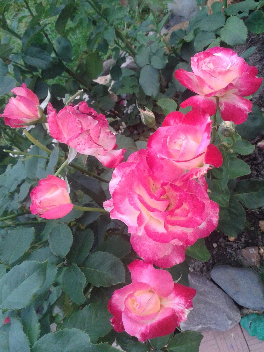 При своевременной профилактике розы не болеют! 