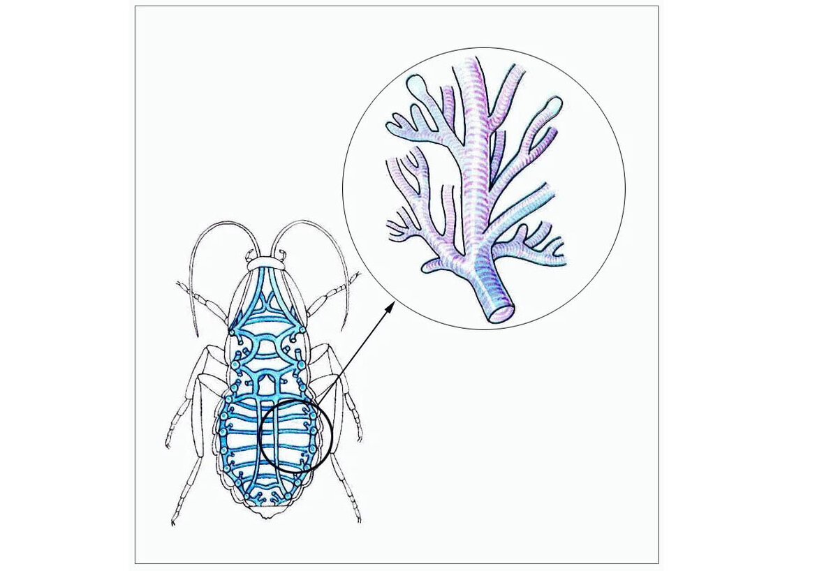 Как дышат насекомые, или что это за странные точки на теле у гусениц? |  Книга животных | Дзен