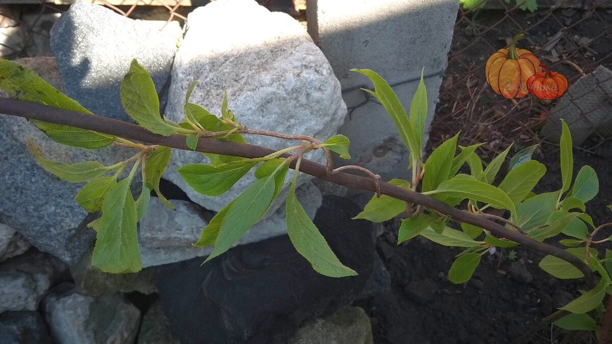 Лианки закручиваются вокруг опоры. (Листайте➡)