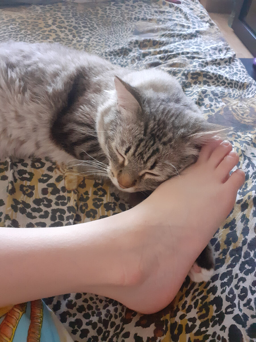 Почему кошки любят спать в ногах хозяина 🐈👍 | Любимец | Дзен