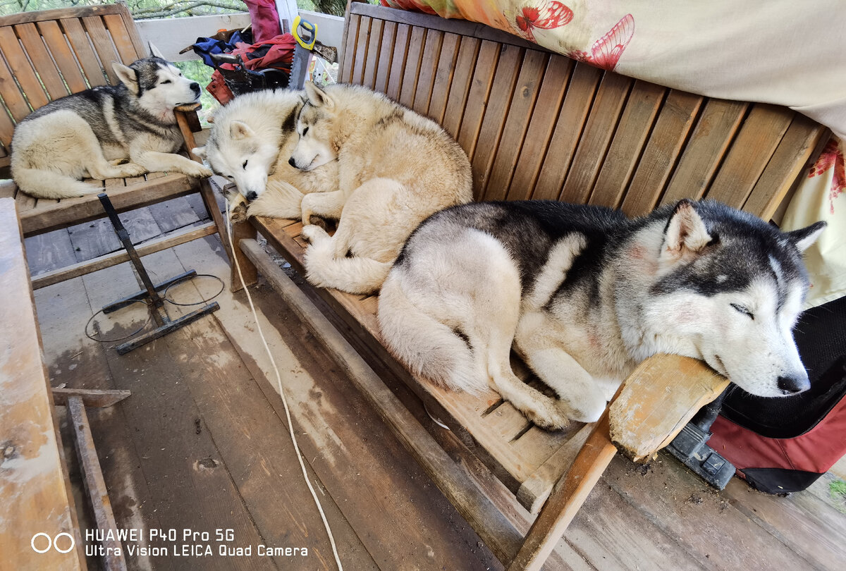 Чем ближе держать хаски к семье, тем будет лучше связь и контакт, именно поэтому я пускаю собак в дом и постоянно с ними взаимодействую и не держу в вольере. 