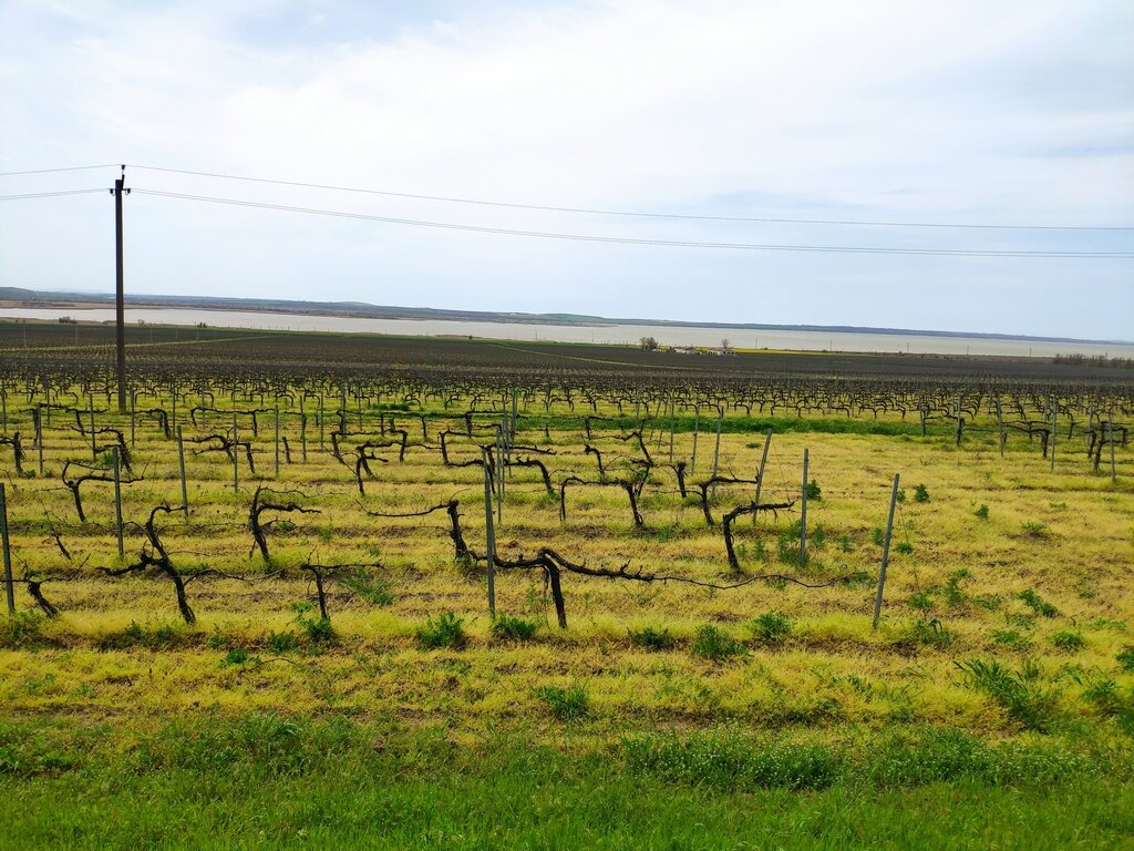 Посещение винодельни «Поместье Голубицкое». | Wine Tales | Дзен