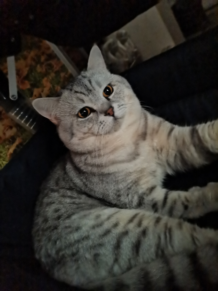 Поеду как царь в карете...