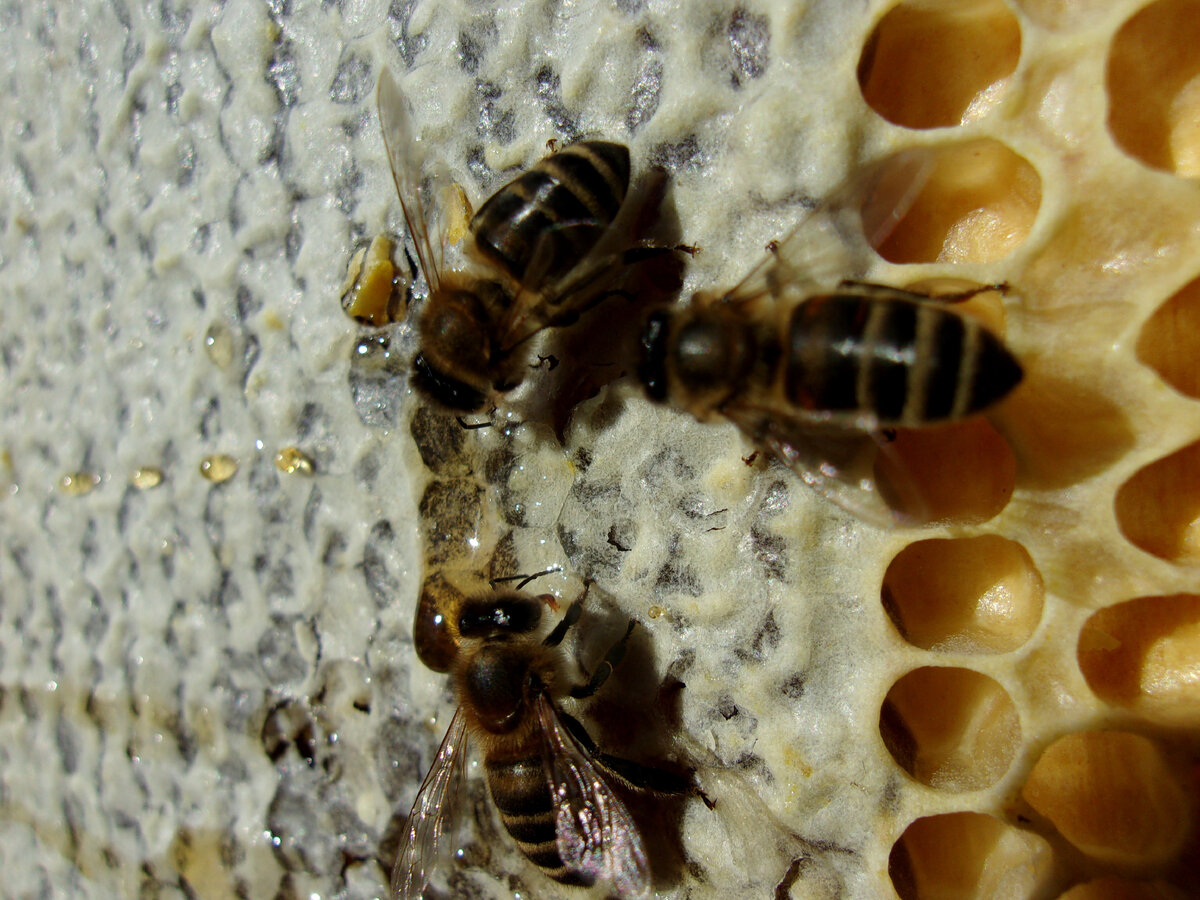 Пчелы на запечатанной медовой рамке. Фото автора.