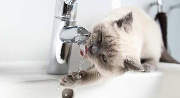 Процесс создания коммуникаций на участке – дело серьезное и ответственное. Нередко организация подачи воды на участок является одной из самых проблемных тем. В обзорной статье о вариантах водоснабжения частного дома, мы с вами выяснили, какие системы подачи воды существуют. Что лучше, колодец или скважина для частного дома?Колодец
При упоминании о нем, возникает образ русского селения с небольшим домиком и прохладной вкуснейшей колодезной водой. Несмотря на богатую историю, колодец и по сей день активно используется для водоснабжения частных владений. Это простое и дешевое сооружение для подачи воды на ваш участок. Однако следует помнить, что глубина залегания подземных вод в этом случае должна быть не более, чем 20 метров.Плюсы колодца:
Низкая стоимость. Благодаря минимальным затратам на бурение, колодец может установить любой обладатель загородного дома.
Универсальность. Не бойтесь отключения электричества – воду из колодца можно получить как при  помощи насоса, так и традиционным способом.
Долгий срок службы. Особенно если колодец верно обустроен и эксплуатируется.
Минусы колодца:
Возможность загрязнения воды. Принимая решение в пользу колодца, вы должны быть уверены в удаленности будущего сооружения от источников загрязнения.
Необходимость тщательного ухода. Специалисты рекомендуют чистить колодец, по крайней мере, дважды в год. По мере необходимости следует менять донный фильтр.
Малый водозабор. Так как вода в колодец поступает из поверхностных вод, объем подачи в среднем составляет 200 литров в час. Если у вас небольшой дом, вам вполне может хватать такого количества воды. Однако если вы планируете огород, сад или бассейн этого может быть недостаточно.
Скважина
Какой человек не любит родниковую воду? Бурение скважины на участке позволит вам постоянно наслаждаться чистейшей водой и начать искренне сочувствовать жителям мегаполиса. Глубина залегания подземных вод в данном случае может быть более 20 метров! Если же вы обустроите скважину глубиной более 30-ти метров, она станет артезианской.Плюсы скважины:
Большой объем запасов воды. За счет того, что скважина бурится на песчаном слое, поток воды практически неисчерпаем.
Большой объем запасов воды. За счет того, что скважина бурится на песчаном слое, поток воды практически неисчерпаем.
Простота ухода. Скважину не нужно ежегодно очищать, так как вода в скважине всегда чистая.
Долговечность. Также как колодец, скважина может прослужить вам до 50 лет.
Минусы скважины:
Высокая стоимость. Разница между скважиной и колодцем здесь ощутима. В первую очередь стоимость связана с глубиной бурения скважины.

Возможный цвет и запах воды. Обратите внимание на качество металла для вашей скважины. Если материал недостаточно подходящий, вода приобретает металлический привкус и цвет ржавчины.Итоги: что выбрать, скважину или колодец?
Если вы все еще рассуждаете, что лучше, колодец или скважина для участка, подумайте об объеме воды, который удовлетворял бы все ваши потребности,  и ваших финансовых возможностях.Если рассуждать что дешевле, колодец или скважина, то отдайте предпочтение колодцу. Нужен более прогрессивный вариант? Пробурите скважину!