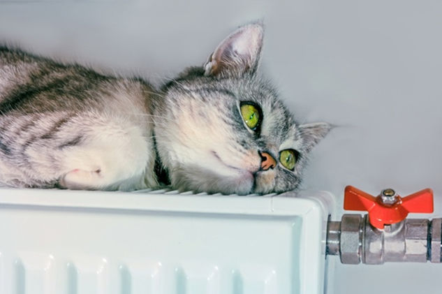 Психологическое воздействие теплоты кошки на человека