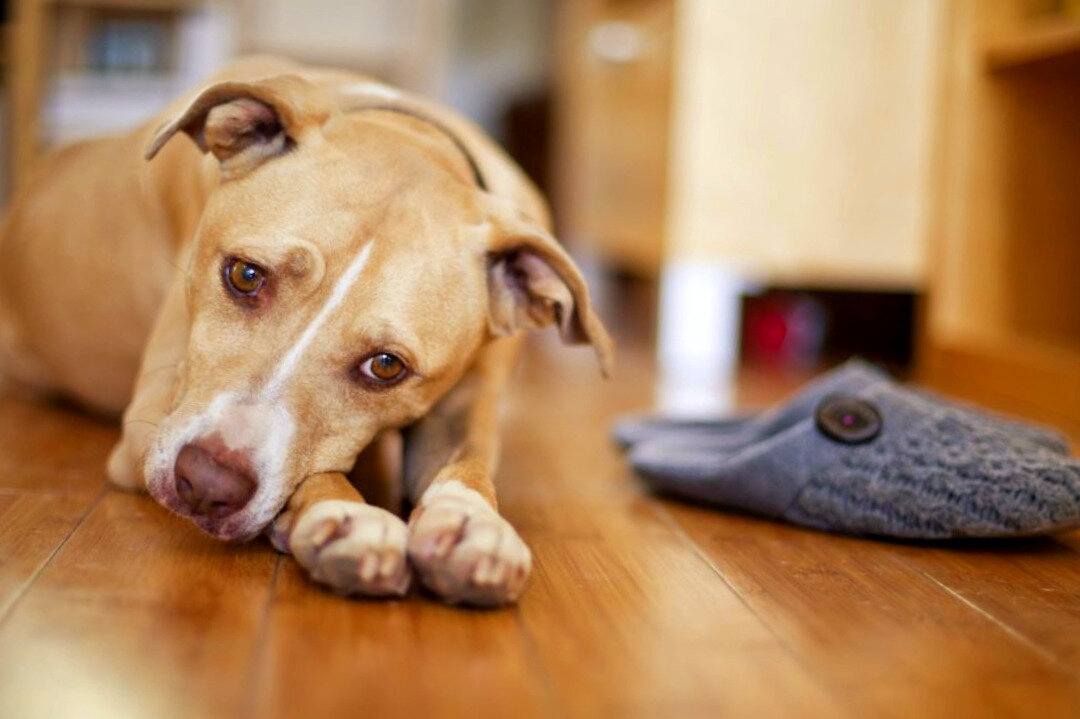 Источник иллюстрации: fb.ru. "Человек заводит собаку, чтобы не было чувства одиночества. Собака в самом деле не любит оставаться одна." (Карел Чапек)