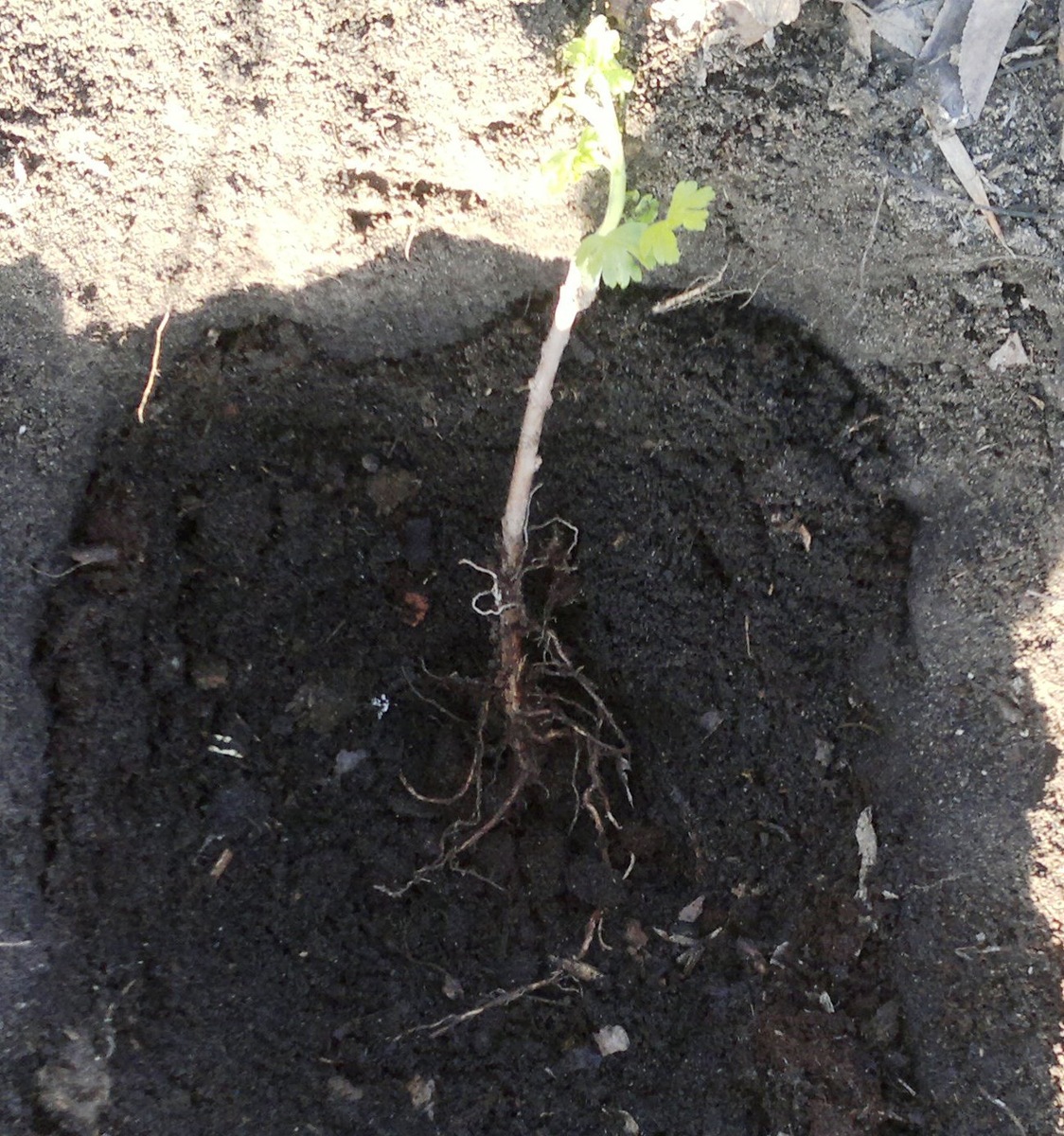 Саженец крыжовника в посадочной яме. Фото автора