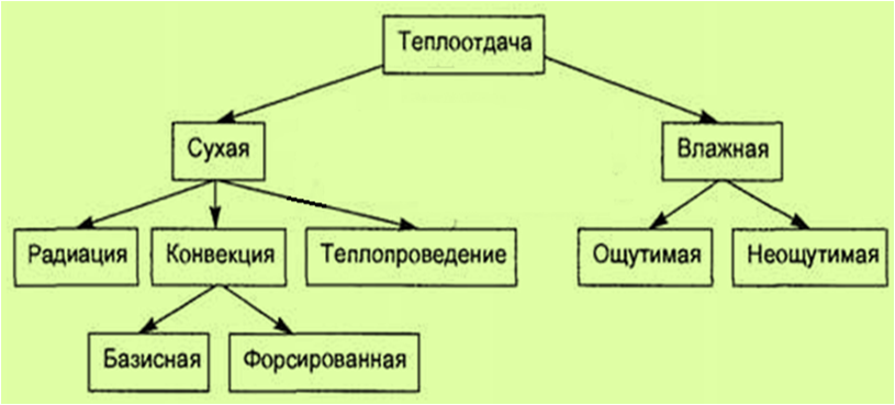Виды теплоотдачи. Пути отдачи тепла организмом во внешнюю среду можно условно подразделить на «влажную» теплоотдачу, связанную с испарением пота и влаги с кожи и слизистых оболочек, и на «сухую» теплоотдачу, которая не связана с потерей жидкости 