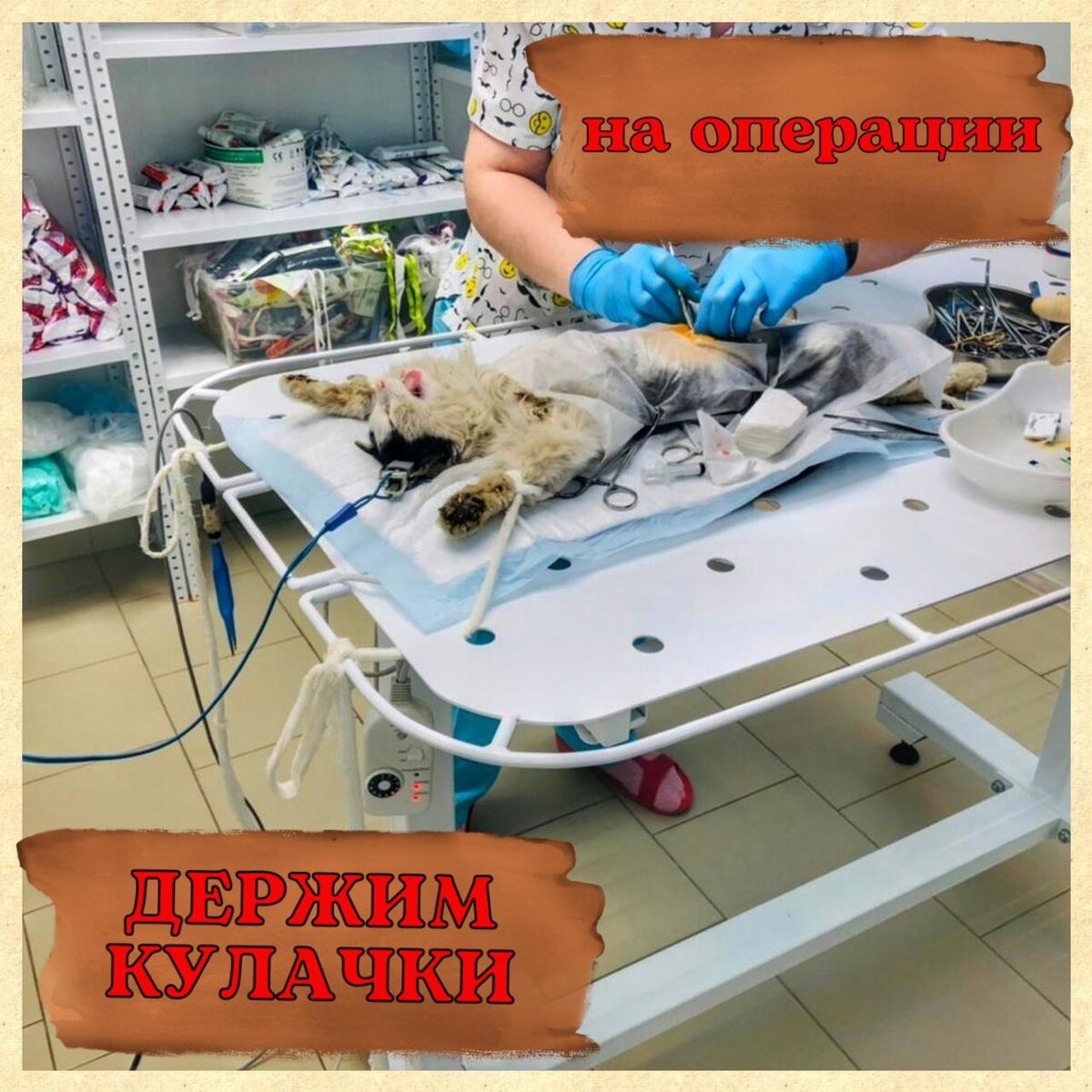 Приют ОХ