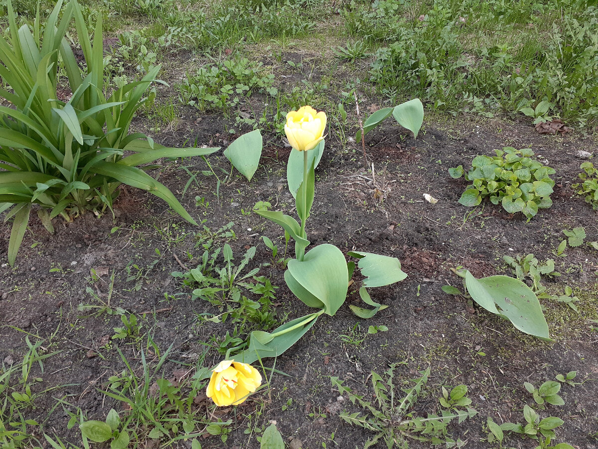 Будут ли цвести тюльпаны посаженные весной. Зацвели тюльпаны. Тюльпаны начинают цвести. Тюльпаны начало цветения. Антошкин дворик цветущие тюльпаны с луковицами.