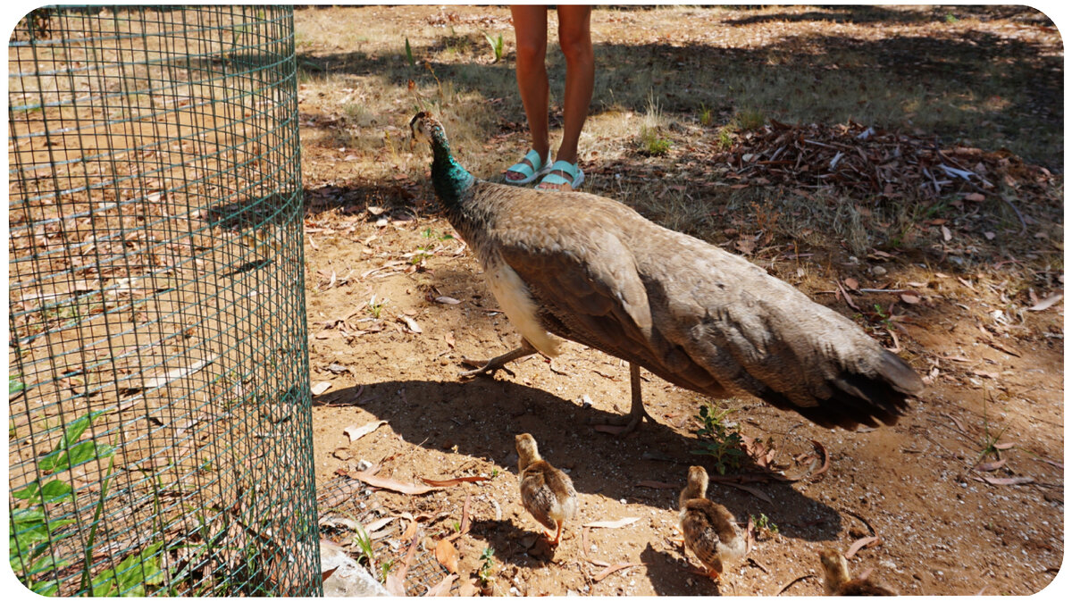 Павлины чувствуют себя хозяинами острова и спокойно подходят к людям, даже с потомством. Фото автора здесь и далее