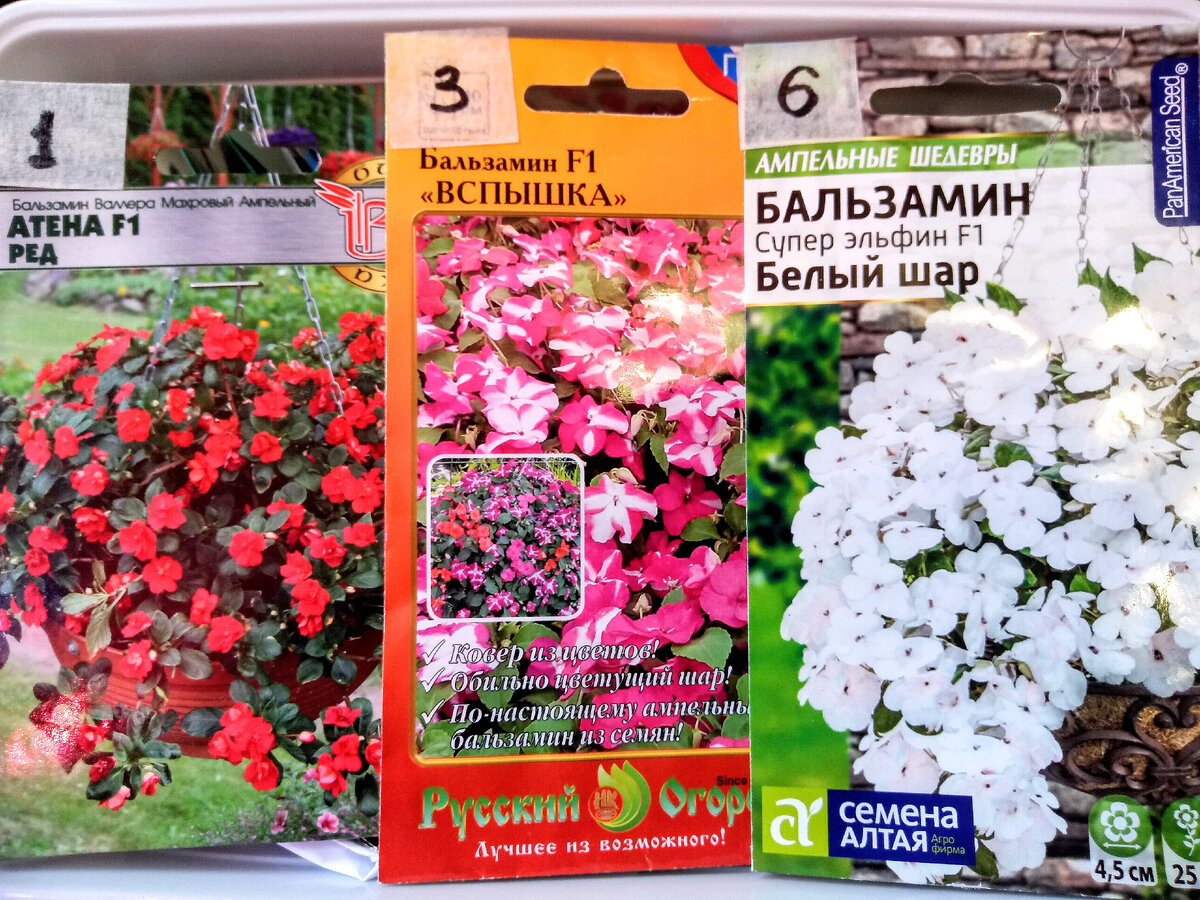 Семена ампельных бальзаминов, посеянные 31 марта 2021