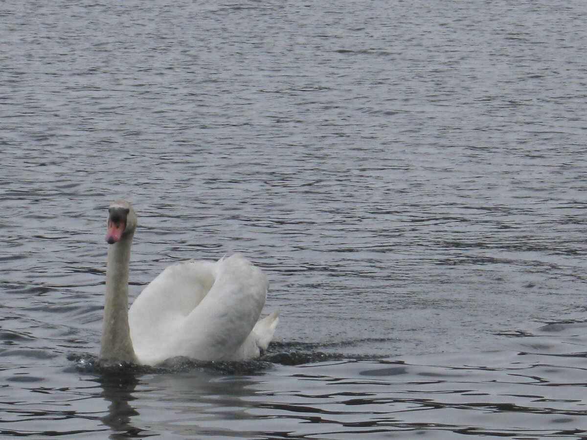 Тот самый лебедь, который к нам приплыл