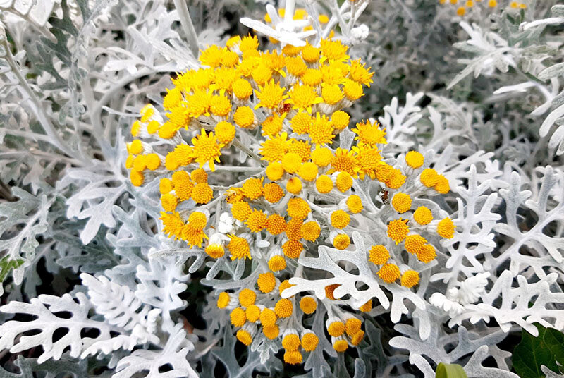 Цинерария серебряная пыль. Цинерария Приморская (Senecio cineraria). Цинерария Приморская Сильвер даст. Цинерария крестовник. Цинерария Приморская сильвердаст.