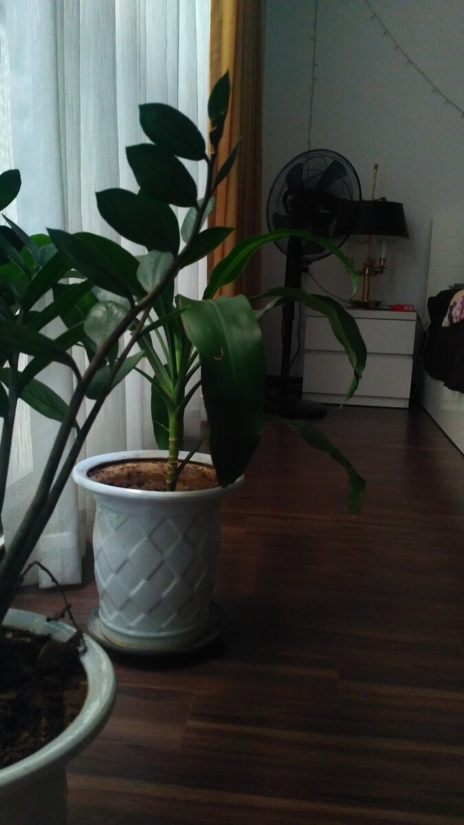 Растения - дополнительный бонус. Фото автора