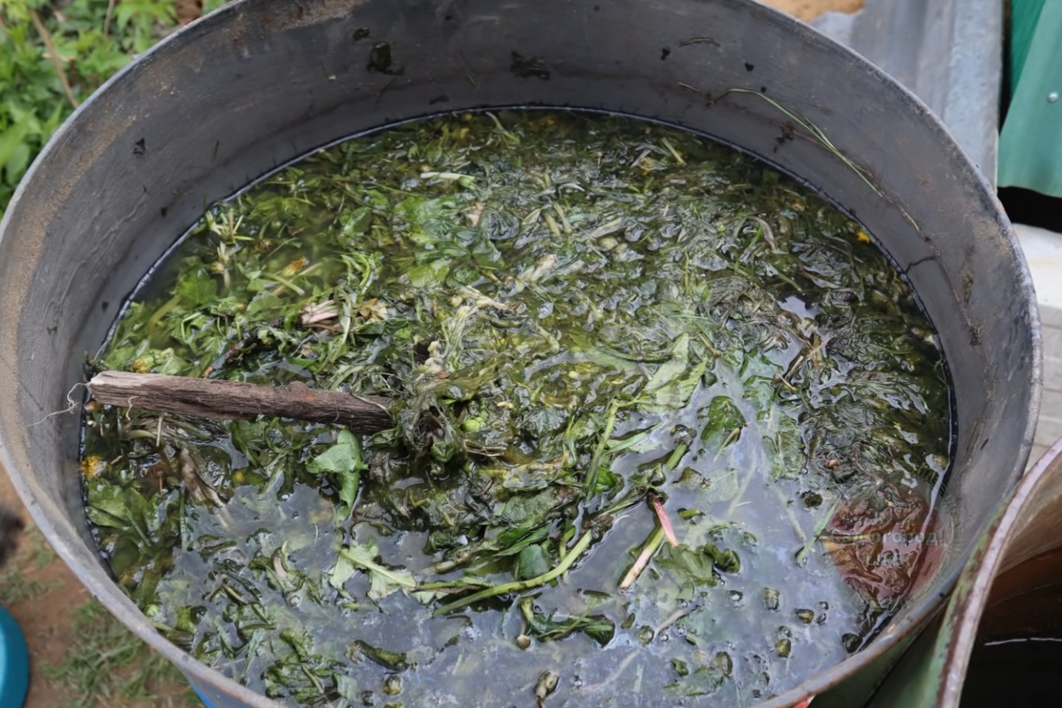 Настой коровяка или настой сорной травы