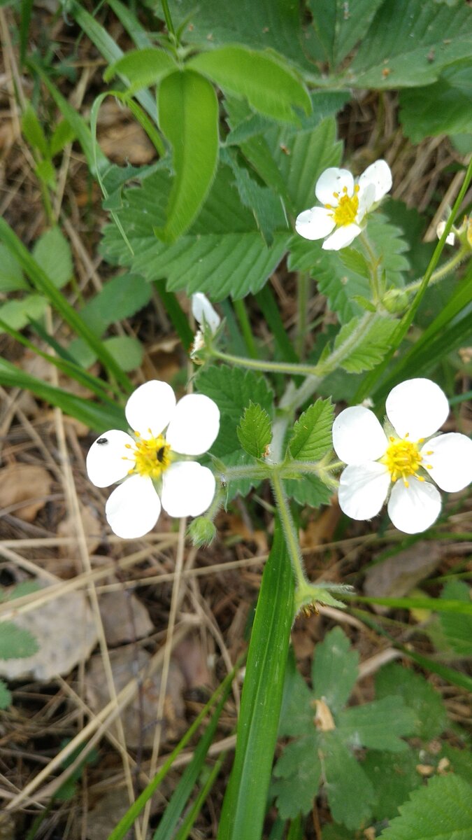 Весь лес исползала. Просто дети научили макро съёмку делать, вроде так это называется)))