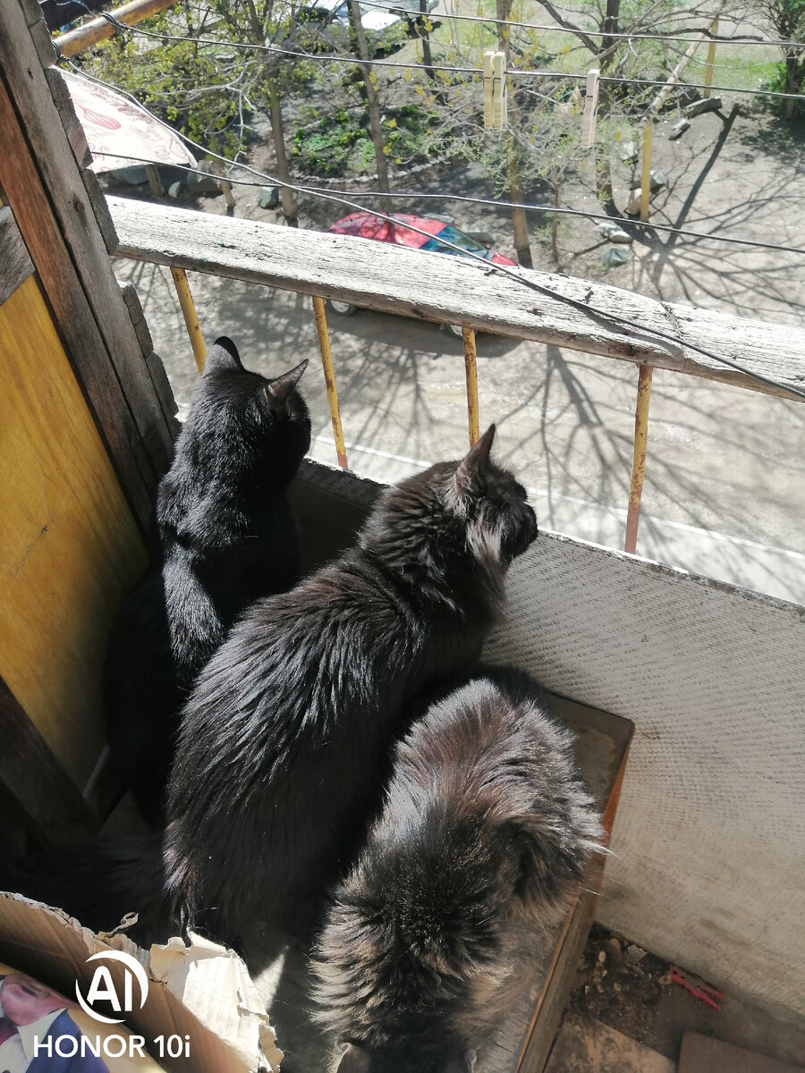Фото автора, Баламут, Кошмар и пан Корячик (Кошмар - посередине, первый раз удалось поймать 😊) 