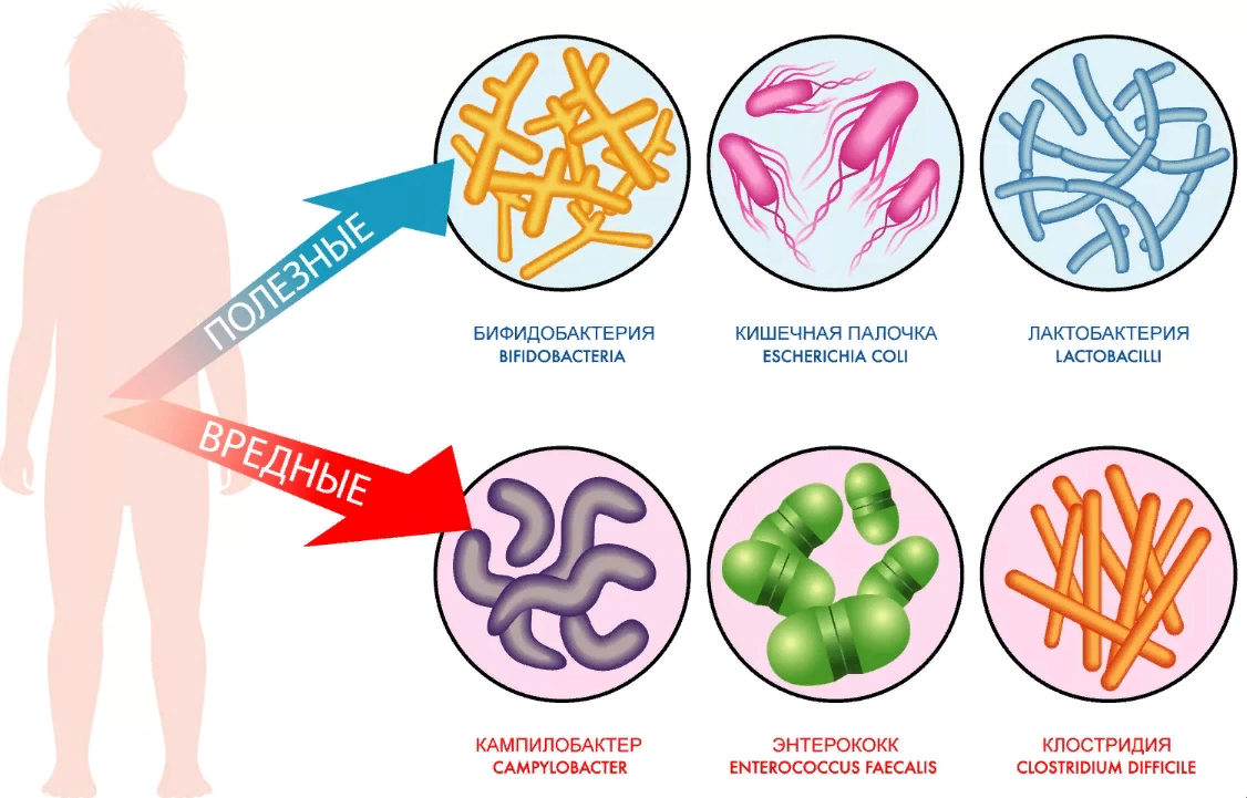 Кишечная палочка энтерококк. Полезные бактерии для человека. Полезные и вредные бакт. Вредные бактерии. Полезные и вредные микробы.