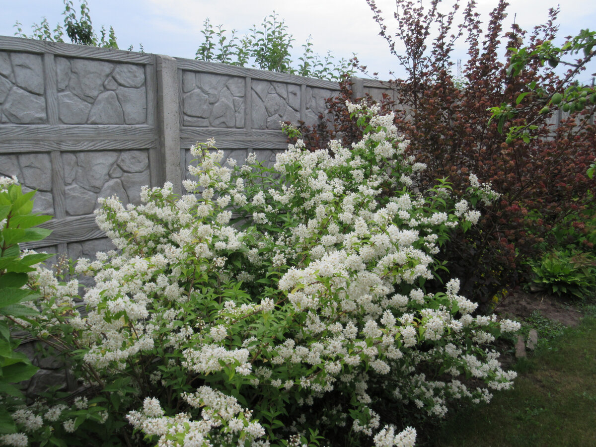 2015 год. Потом кусты стали ещё выше и ещё шире...