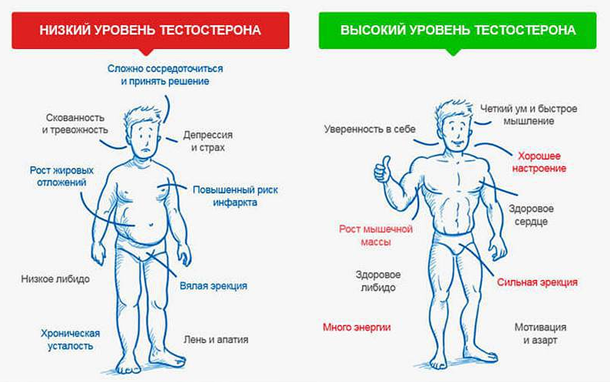 Пример высокого и низкого уровня тестостерона.