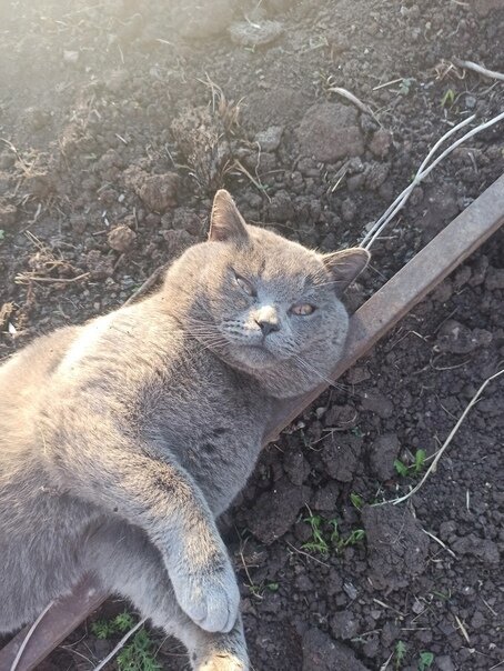 Для своего возраста и размера котик действительно худой. Вы не смотрите на его щеки, они у всех некастрированных котов такие.