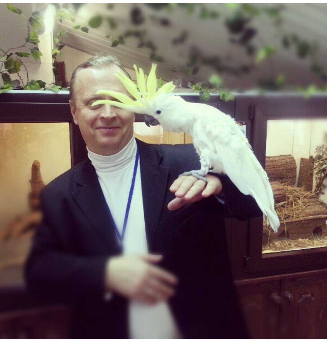 Попугаи умные 