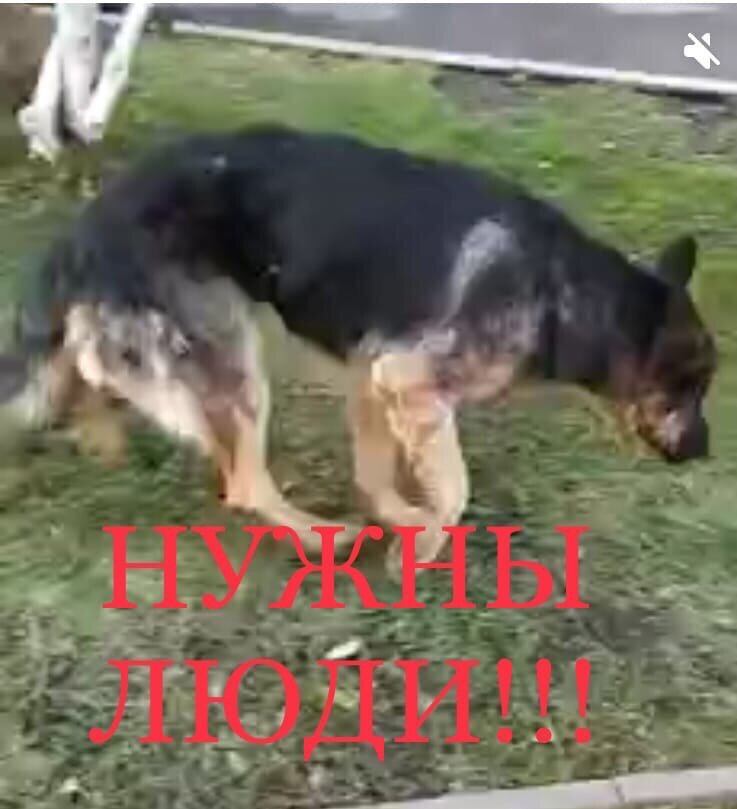 Крик о помощи!