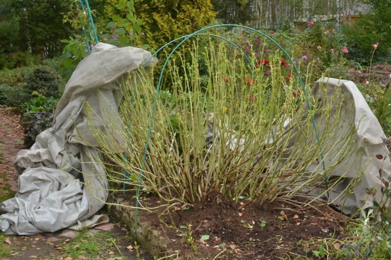 Укрытие гортензии. Иллюстрация для статьи используется с сайта forum.tvoysad.ru