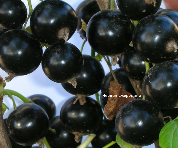 Ягоды чёрной смородины. Скрин фото автора
