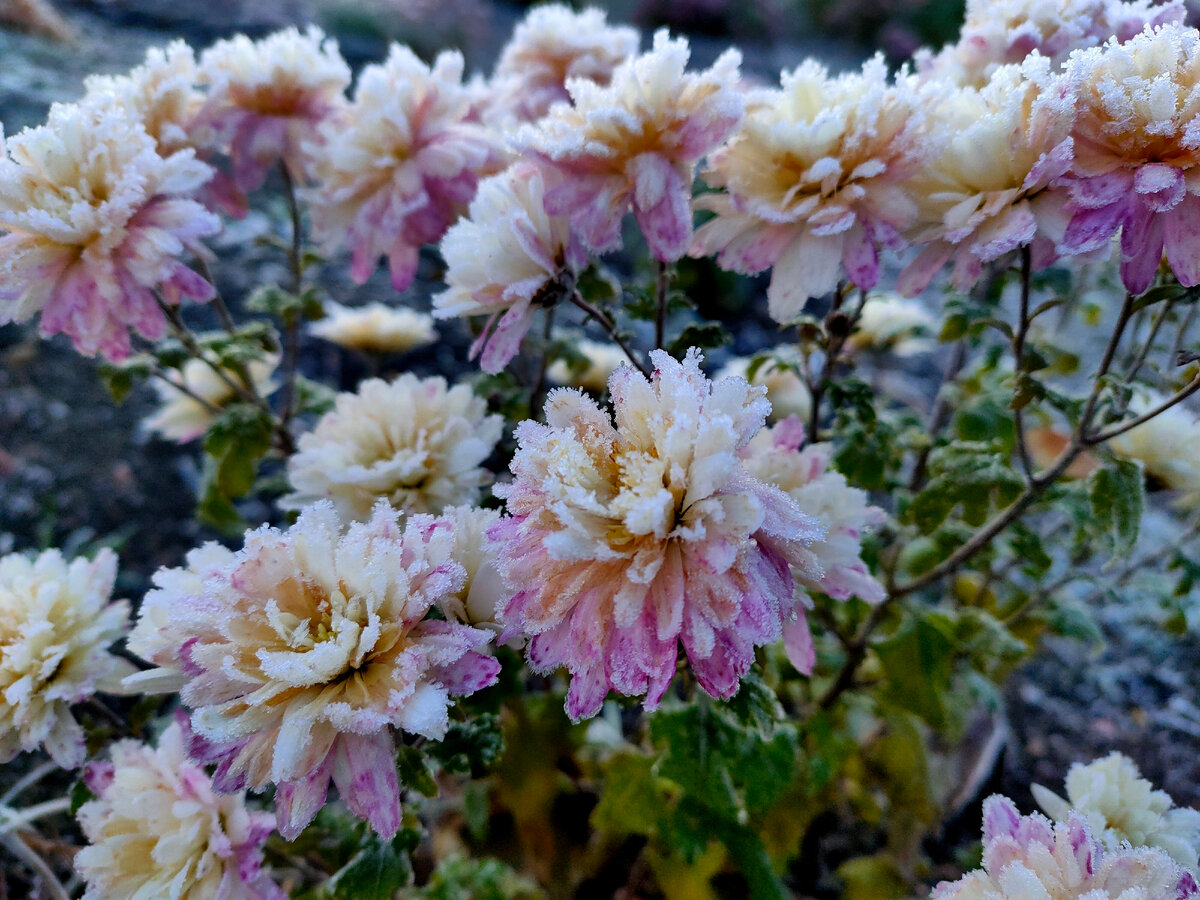 Фотография сделана Девушкой в зелёном саду