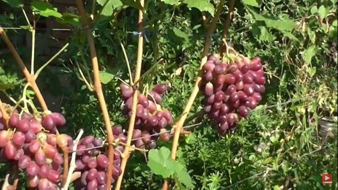 Виноград Ризамат