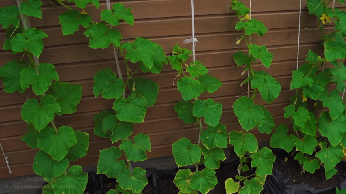 Огурцы на даче Усатовой 