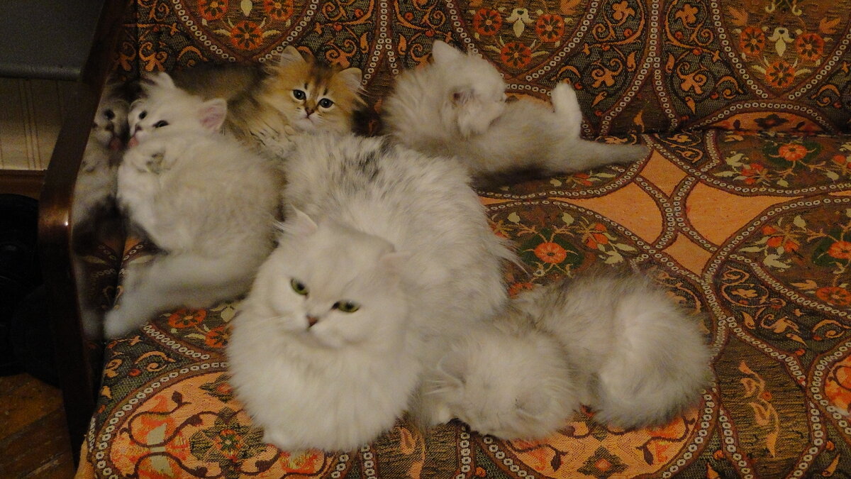 Кася и дети