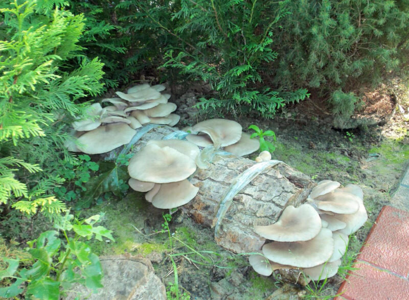 Вешенки. Иллюстрация для статьи используется с сайта nagrunte.ru