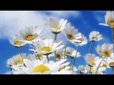 Ромашка - белый цветок жизни.
