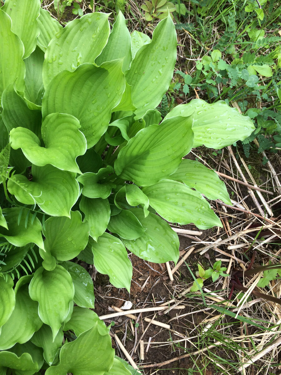 Хоста подорожниковая имеет равномерно зеленые листья и нежно лиловые цветки
