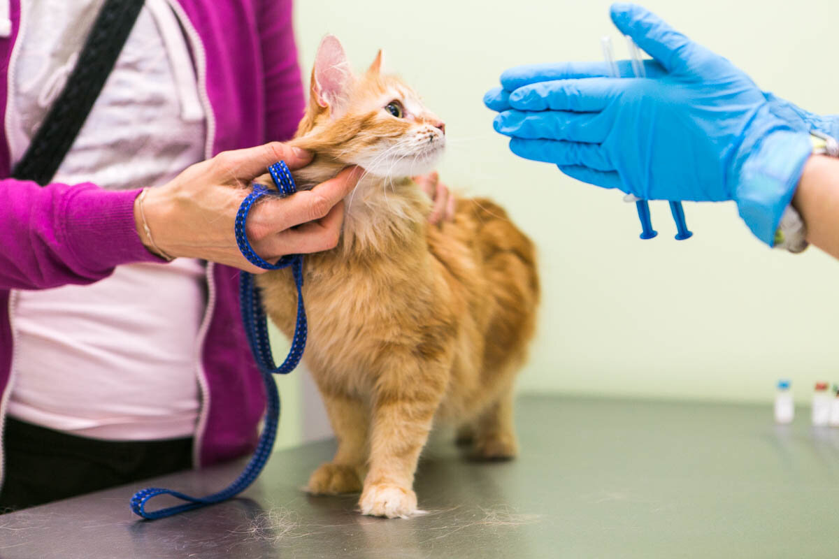 Опасно ли вакцинировать кошку? | Подари котейке дом | Дзен