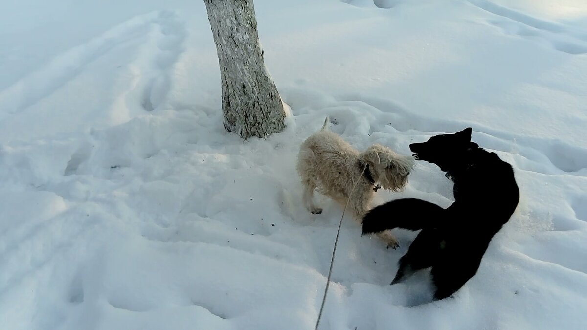 То, что Грейс меньше Дашуты, роли не играет — Грейс её строит только так. Особенно дома. Дома Дашка вообще с Грейс, если та не в настроении, предпочитает не связываться