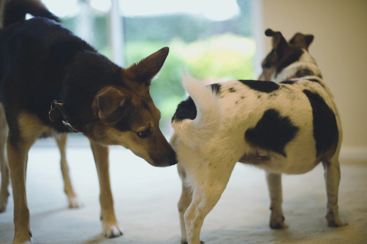 thesprucepets.com
