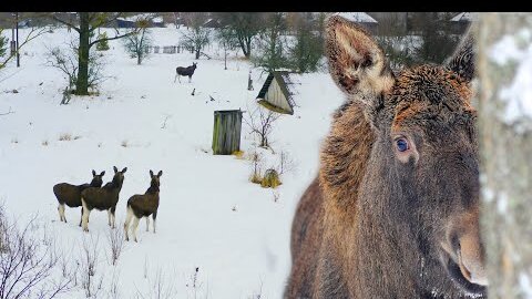 ЧЕРНОБЫЛЬ: ДЕРЕВНЯ для ЛОСЕЙ | Film Studio Aves