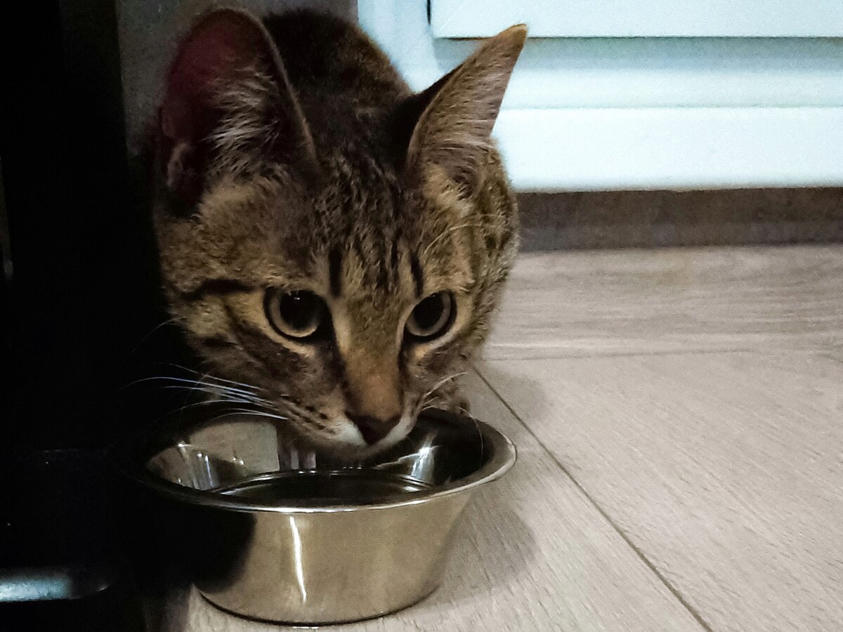 Мою кошку вот зовут Юри!