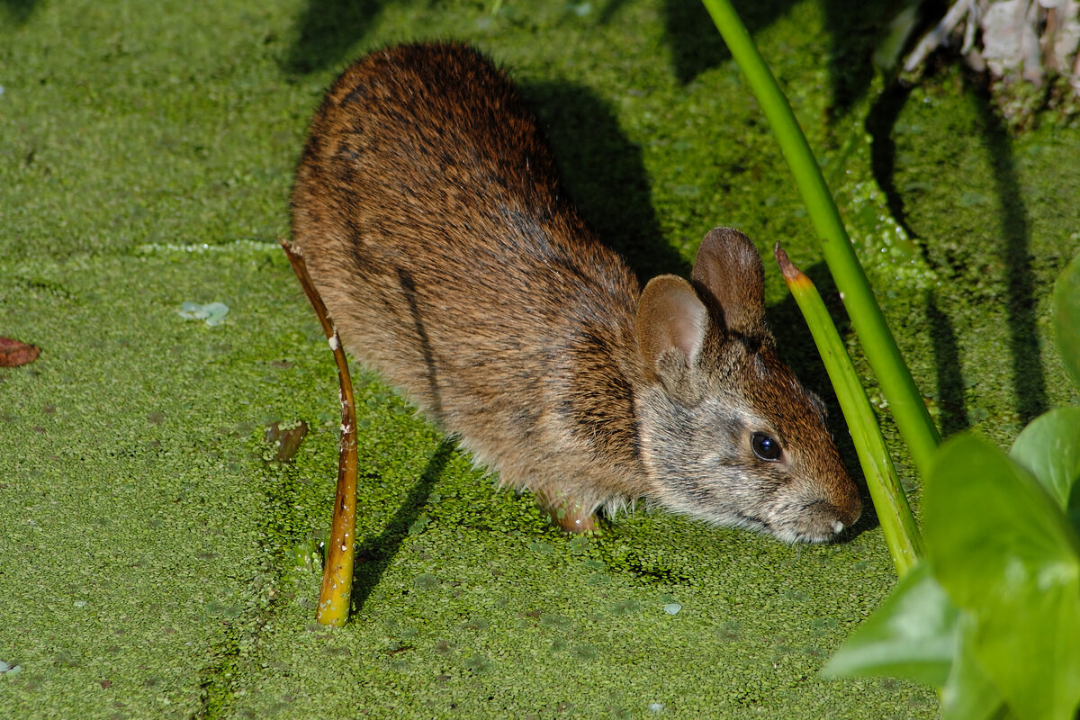 Болотный заяц. Флоридские болотные кролики. Болотный кролик Флорида. Sylvilagus Cunicularius. Водяной кролик.