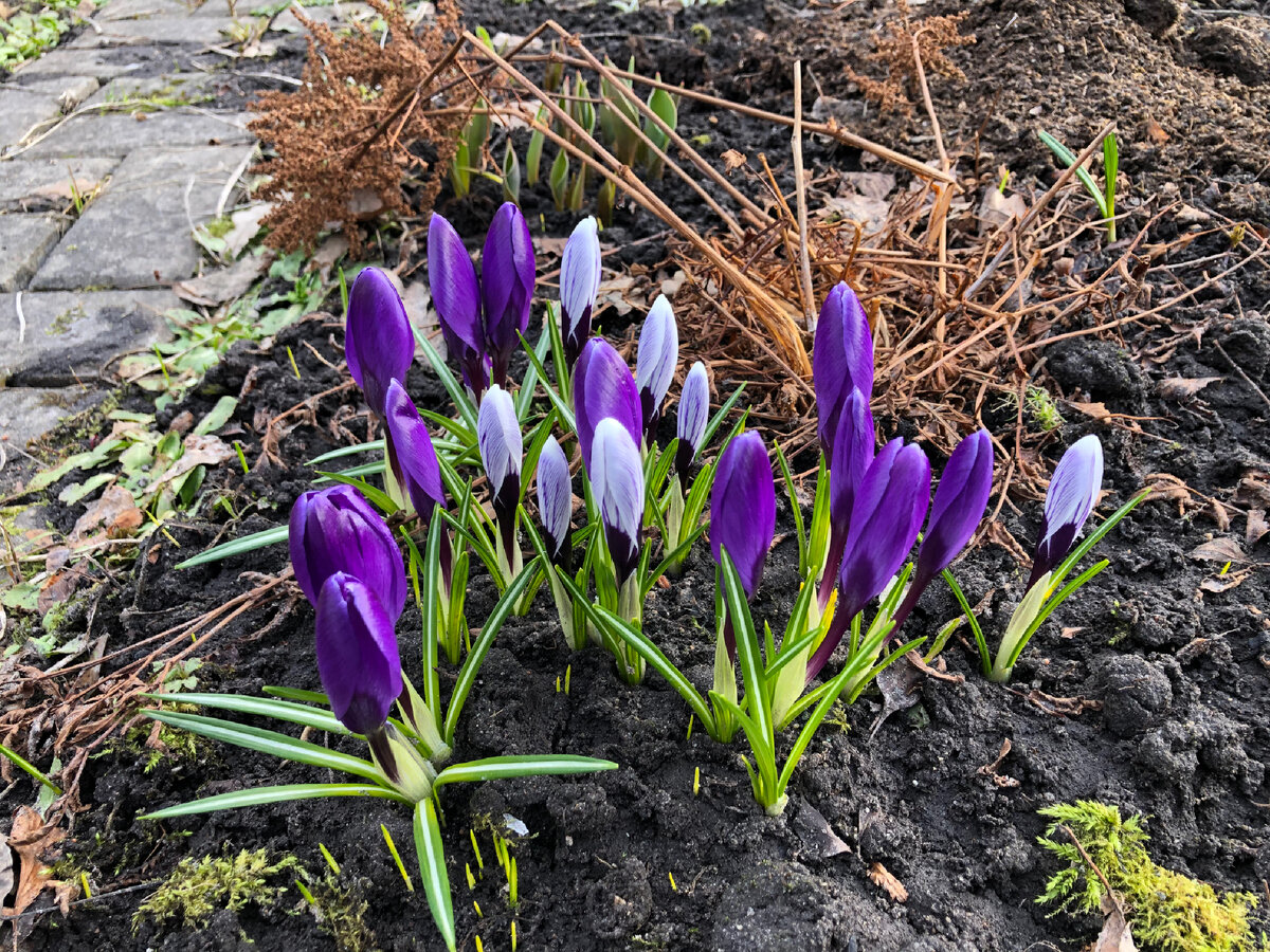 Крокусы.