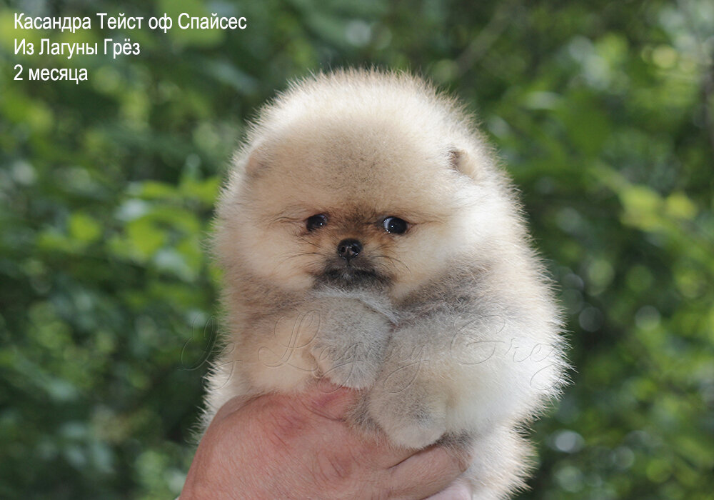 Касандра Тейст Оф Спайсес Из Лагуны Грёз