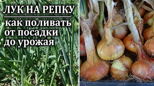 Лук на репку когда прекращать поливы. Лук репка.